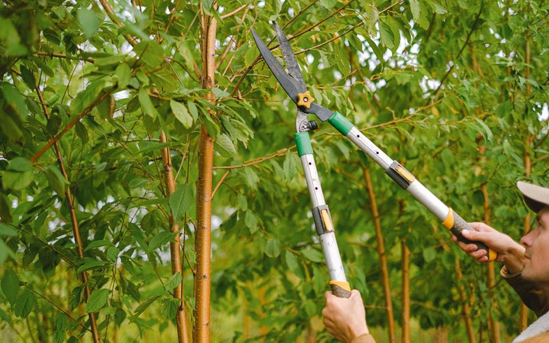 Tree trimming in Grand View, ID