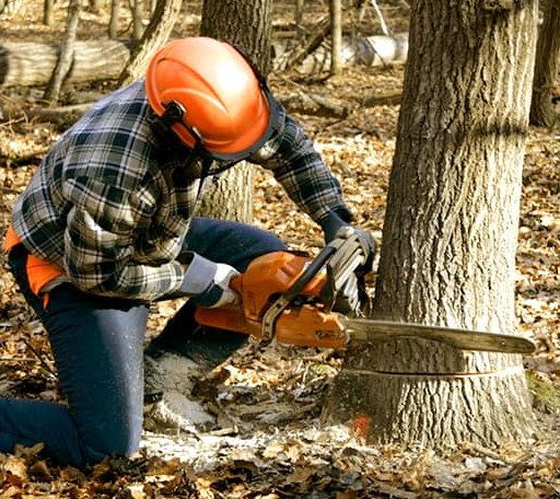 Tree Removal in Grand View, ID